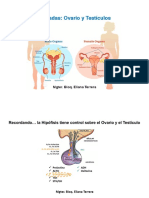 Ovario y Testiculo