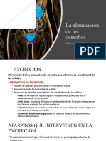 La Eliminación de Los Desechos. Aparato Excretor