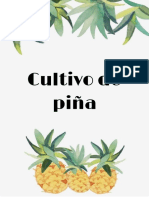 Primer Avance Del Cultivo de Piña