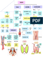 Tiroides Irrigación Venas Anatomía Eje Endocrino: Yugular Interna