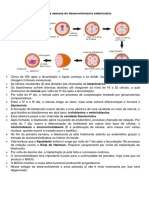 Primeira A Terceira Semana de Desenvolvimento