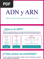 ADN y ARN