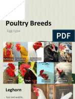 Poultry Breeds: Egg-Type