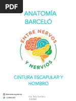 Anatomía Barceló: Cintura Escapular Y Hombro