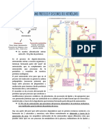 Metabolismo Proteico Y Destinos Del Nitrógeno