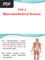 Lec 3 Musculoskeletal System