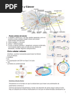 Ciclo Celular y Cncer