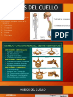 Huesos Del Cuello