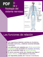 Fisiologia Sistema Nervioso