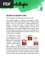 Fisiopato Injuria