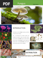 Fungus