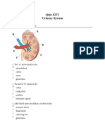 QUIZ: Urinary System