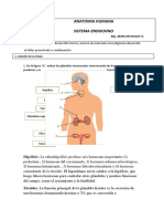 Taller Sistema Endocrino B