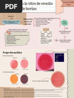 Maduracion in Vitro de Ovocitos de Bovino