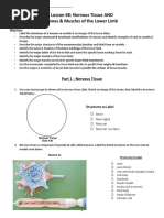 Lesson #8: Nervous Tissue AND Bones & Muscles of The Lower Limb