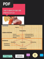 Metabolismo de Proteinas