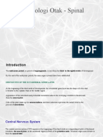 Embriologi Brain and Spine