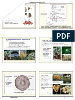 Plantas Con Semillas ( Espermatófitos) : Las Gimospermas Actuales Se Clasifican en 4 Divisiones: Div. Cycadophyta