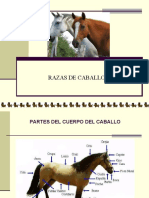 Razas de Caballos