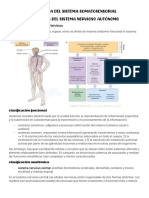 Fisiología Del Sistema Somatosensorial Fisiología Del Sistema Nervioso Autónomo