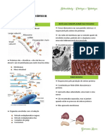Organelas Envolvidas Com Síntese de Proteína