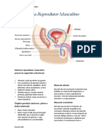 Sistema Genital Masculino