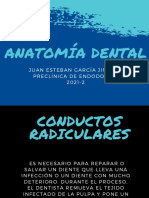 Anatomía Dental