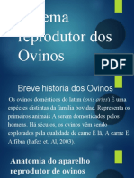 Sistema Reprodutor Dos Ovinos