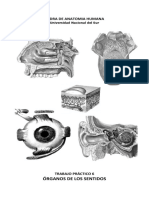 Anatomía Resúmen Guía TP 6, Órganos - de - Los - Sentidos Teoría Uns 2010