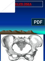 Pelvis Ósea Ii