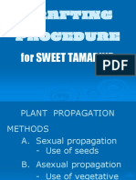 Grafting Procedure: For Sweet Tamarind