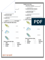 Aplico Lo Que Aprendí Reino Protista