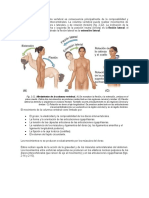 Anatomia Movimientos Presencial