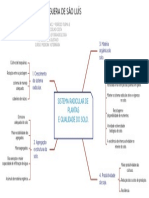 Mapa Mental Sistema Radicular de Plantas