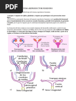 Clase para Bachiller en Medicina Clases 2 Sistema Reproductor Femenino