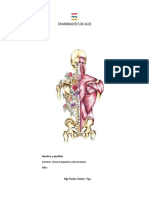 Guia de Anatomia Funcional Lab 1 2023