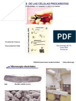 Estructuras Bacterianas