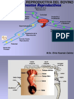 U-3 Fisiolog Reprod Del Bovino
