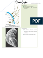 Desarrollo Embrionario
