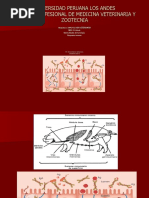 Universidad Peruana Los Andes Escuela Profesional de Medicina Veterinaria Y Zootecnia