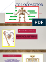 Aparato Locomotor