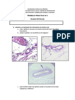 Guia Trabajo Practico #3 A (Epitelio)