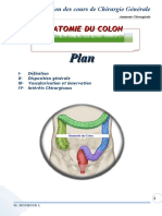 Colon Anatomie Colon