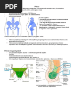 Pelvis - Arti II