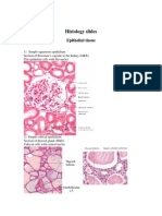 Histology Slides: Epithelial Tissue