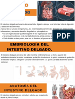 Intestino Delgado APUNTES