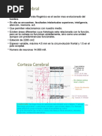 Corteza Cerebraldoskk