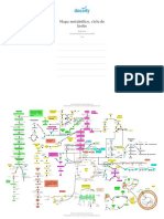 Mapa Metabólico, Ciclo de Krebs: Bioquímica Instituto Politécnico Nacional (IPN)