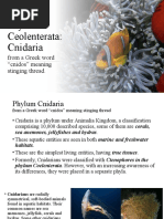 Phylum Ceolenterata: Cnidaria: From A Greek Word "Cnidos" Meaning Stinging Thread