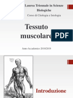 Tessuto Muscolare